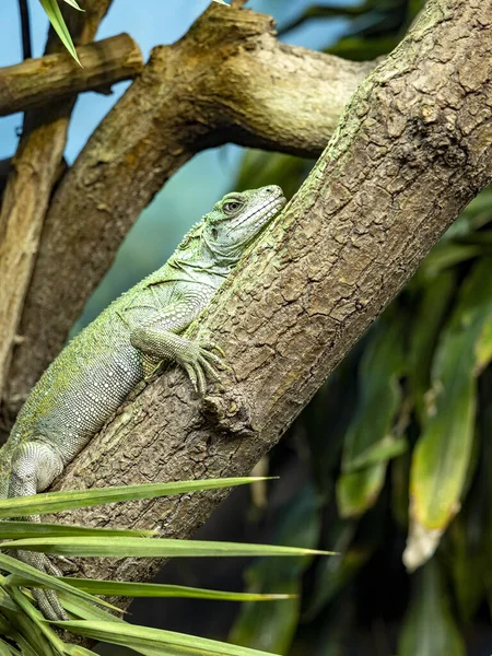 Duży Samiec Filipińskiej Jaszczurki Hydrosaurus Pustulatus Leży Pniu Nad Wodą — Zdjęcie stockowe