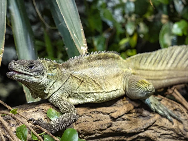 Gran Lagarto Velero Filipino Macho Hydrosaurus Pustulatus Yace Tronco Sobre —  Fotos de Stock