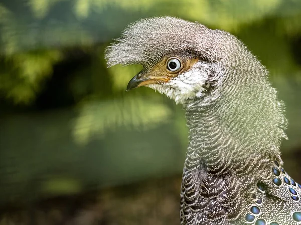 Portret Van Een Grijze Pauw Fazant Polyplectron Bicalcaratum Met Een — Stockfoto