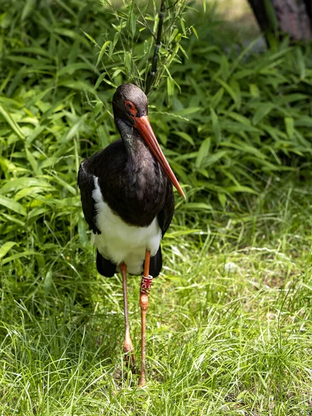 Den Svarta Storken Ciconia Nigra Står Kanten Tät Vegetation — Stockfoto