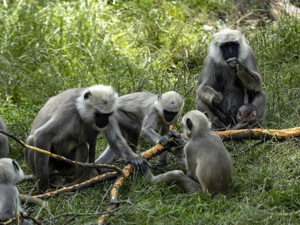 Gran Familia Semnopithecus Entellus Northern Plains Gray Langur Mordisquea Corteza — Foto de Stock