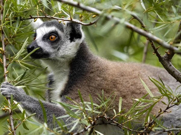 Ringstaartmaki Lemur Catta Zit Een Grote Rots Verborgen Vegetatie — Stockfoto