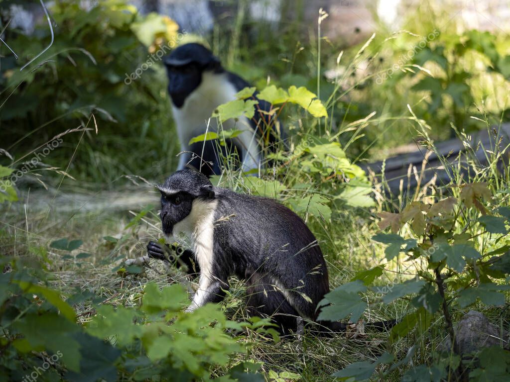 jirousek.zoo-foto.cz