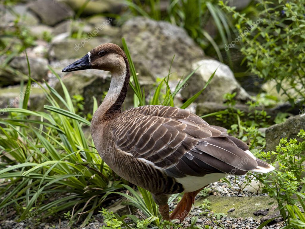 jirousek.zoo-foto.cz