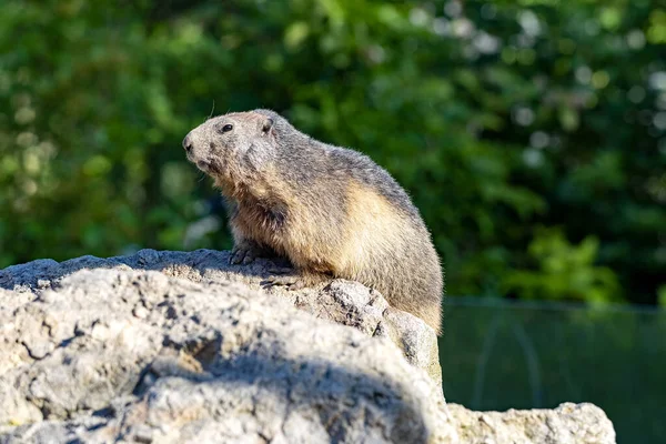 Marmota Alpina Marmota Marmota Tiene Grandes Incisivos Vive Alto Las — Foto de Stock