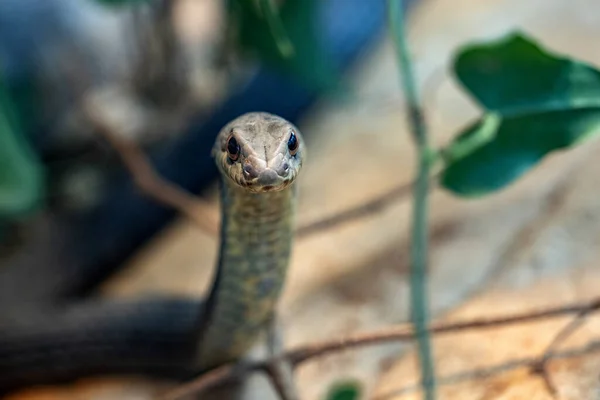 Serpente Montpellier Oriental Malpolon Insignitus Tem Dentes Peçonhentos Posteriores Alimenta — Fotografia de Stock