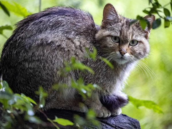 European Wild Cat Felis Silvestris Lives Secretly European Descents Picture — Stock Photo, Image