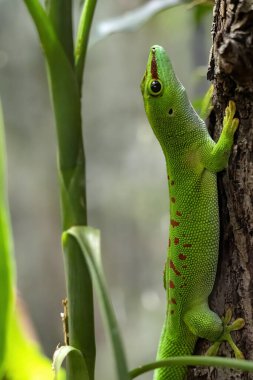 Madagaskar devi geko, Phelsuma grandis, Madagaskar 'ın yeşil incisidir.