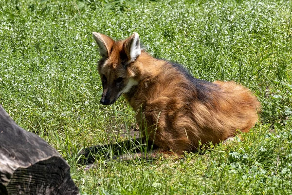 Sörényes Farkas Chrysocyon Brachyurus Esőerdőben Főleg Erdei Gyümölcsökből Táplálkozik — Stock Fotó