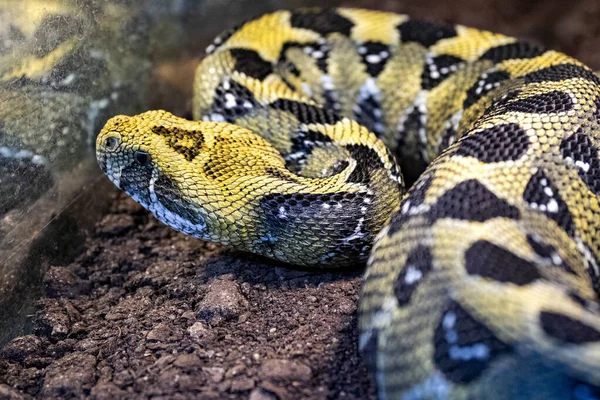 Den Etiopiska Bergsaddern Bitis Parviocula Mycket Sällsynt Huggorm Bor Bergen — Stockfoto