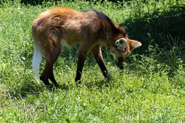 매머드 우루스 Chrysocyon Brachyurus 우림에서 과일을 먹는다 — 스톡 사진