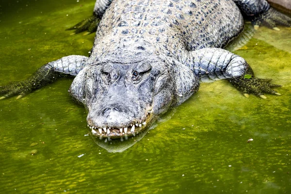 Jacaré Americano Alligator Mississippiensis Dos Maiores Crocodilos Americanos — Fotografia de Stock