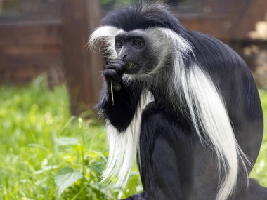 The Tanzanian Black-and-White Colobus, Colobus angolensis, has a beautiful white mantle, for which it was often hunted clipart