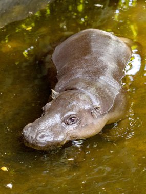 Pigme su aygırı, Choeropsis liberiensis, doğada gizlice yaşar ve resimde suda dinlenir.
