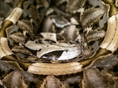 Büyük Gaboon Viper, Bitis gabonica gergedanı, yaprakların arasına kolayca saklanır.