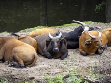 Afrika Bizonu, Syncerus caffer nanus, Batı Afrika ormanlarında gizlice yaşar.