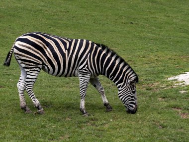 Damara zebrası, Equus burchelli antikorum, çizgiler arasında daha az belirgin başka bir şeye sahiptir.