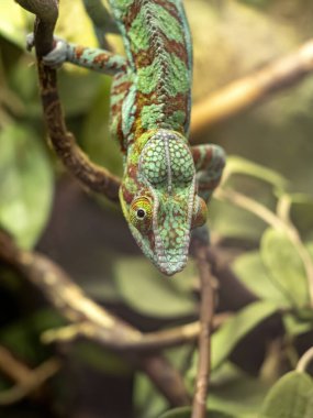 Bir Panter bukalemununun portresi, Furcifer Pardalis, büyük bukalemunlara ait.