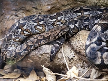 Dumeril's Ground Boa, Acrantophis dumerili, is a large boa snake, living in Madagascar clipart