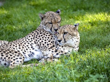 Bir çift çita, Acinonyx jubatus, birbirlerinin kürklerine bakıyorlar.