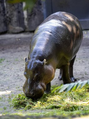 Pigme su aygırı, Choeropsis liberiensis, otla beslenen resimde, gizlice doğada yaşar.