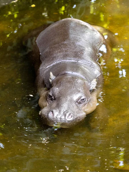 Pygmee Nijlpaard Choeropsis Liberiensis Leeft Stiekem Natuur Rustend Het Water — Stockfoto