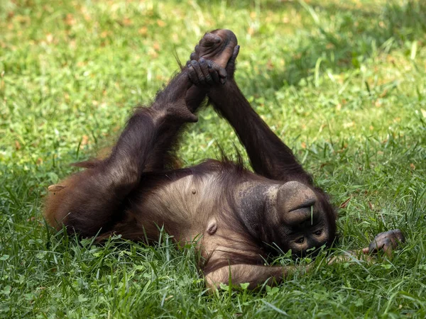 Bornean Orang Utan Pongo Pygmäen Vom Gefühl Der Regenwälder Auf — Stockfoto