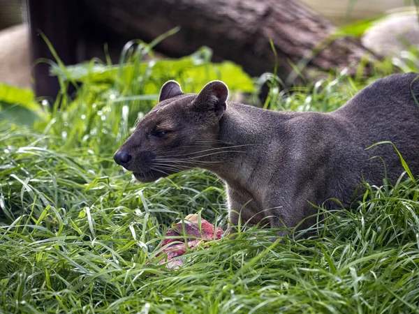 Fossa Cryptoprocta Ferox Дуже Спритна Тварина Найвищим Хижаком Мадагаскарі — стокове фото