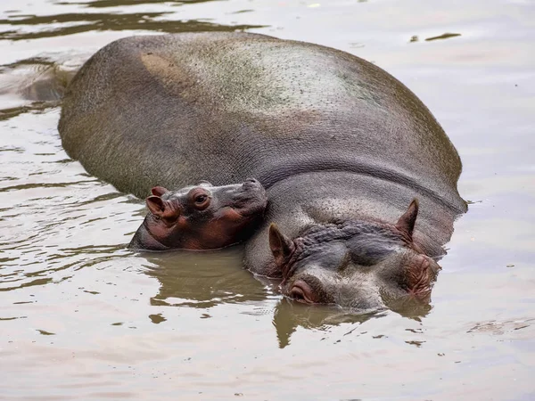雌性河马 河马两栖动物 与新生幼崽一起躺在水里 — 图库照片