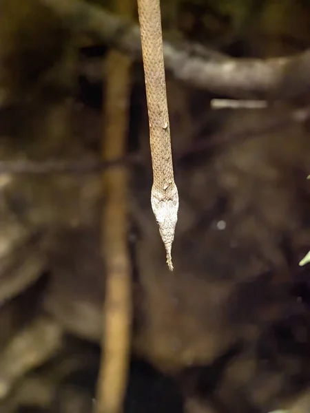 나뭇잎 랭가아 Langaha Madagascariensis 수있는 전형적 뱀이다 — 스톡 사진