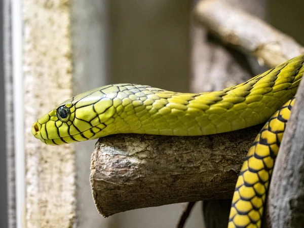 緑のマンバ Dendroaspis Viridis アジャイル非常に危険な毒蛇です — ストック写真