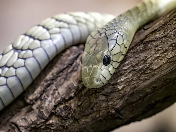 Mamba Negra Dendroaspis Polylepis Cobra Venenosa Mais Longa África — Fotografia de Stock