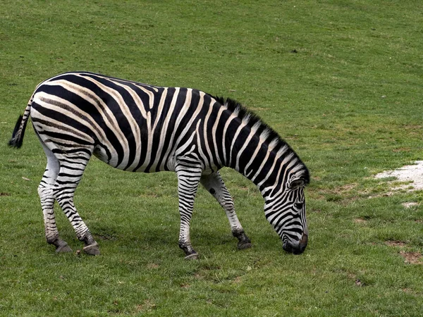 Damara Zebrası Equus Burchelli Antikorum Çizgiler Arasında Daha Belirgin Başka — Stok fotoğraf