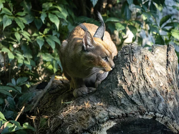 jirousek.zoo-foto.cz