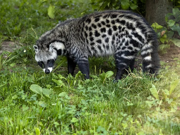 African Civet Civettictis Civetta Large African Beast Looking Food — Stock Photo, Image