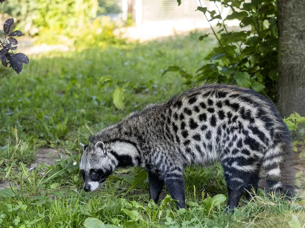 Africano Civet Civettictis Civetta Uma Grande Besta Africana Procura Comida — Fotografia de Stock