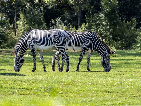 Small Herd Grevy Zebra Equus Grevyi Grazing — Stock Photo, Image