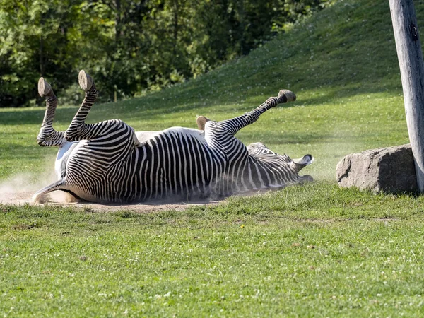 Grevy Nin Zebrası Equus Grevyi Kumda Yuvarlanarak Parazitlerden Kurtulur — Stok fotoğraf