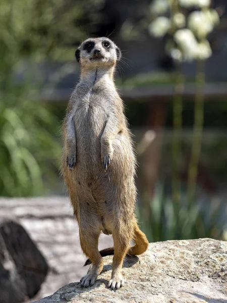 Meerkat Suricata Suricatta Common Photo Female Guard — Stock Photo, Image