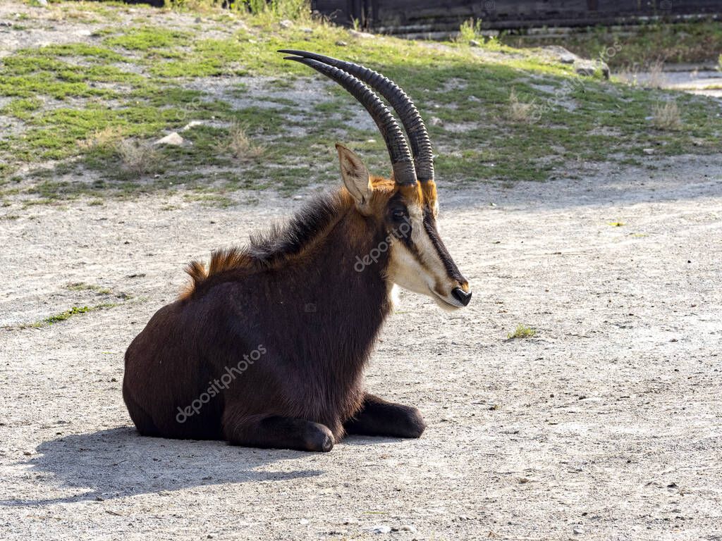 jirousek.zoo-foto.cz