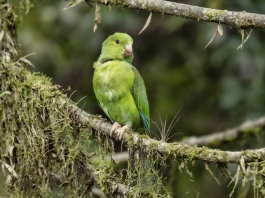 Kobalt kanatlı muhabbet kuşu, Brotogeris siyanoptera, aşırı gelişmiş bir dala tünemiş.