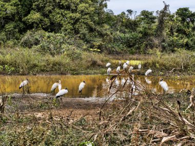 Brezilya. Pantanal, küçük bir orman sürüsü, Mycteria americana, büyük bir göl kenarında dinleniyor.