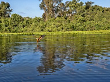 Brezilya. Pantanal, Savanna Hawk, fakat eogallus meridionalis, bir balık yakaladı.