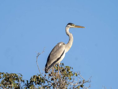 Brezilya. Pantanal, Cocoi heron, Ardea cocoi, yüksek bir ağaçta oturuyor ve etrafa bakıyor..
