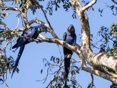 Brezilya. Pantanal, bir çift Hyacinth Macaw, Anodorhynchus sümbül, dallarda oturup etrafa bakınıyorlar..