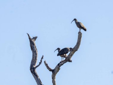 Brezilya. Pantanal, Plumbeous Ibis, Theristicus caerulescens, kuru bir ağaç gövdesinde duran grup.