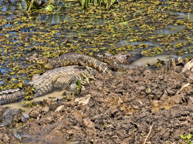 Brezilyalı. Pantanal, Crax fasciolata, Garund 'da dikilip etrafa bakınıyorlar..