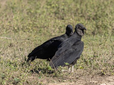 Brezilya. Pantanal, bir çift Coragyps atratus, bir çayırda durup etrafa bakan kara akbaba....