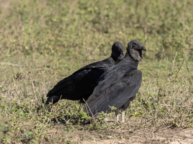 Brezilya. Pantanal, bir çift Coragyps atratus, bir çayırda durup etrafa bakan kara akbaba....
