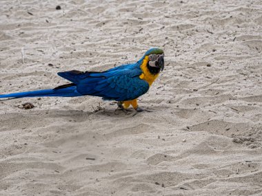 Brezilya. Evcil bir Mavi-Sarı Macaw, Ara Ararauna, sahilde beslenir.